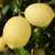 安岳天然小黄柠檬3斤1500g新鲜水果原产地直发第2张高清大图