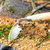 英国BerryBird户外不锈钢拔草刮草除草挖杂草种花bb花园园艺工具(不锈钢尖嘴铲)第3张高清大图