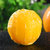 一念橙猕四川高山脐橙3/5/9斤包邮(大果 5斤)第2张高清大图