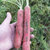 琉森  陕西新鲜水果红萝卜 脆甜胡萝卜 透心红9斤(5斤装)第4张高清大图