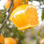 麻阳冰糖橙橙子水果新鲜当季整箱应季湖南包邮手剥果冻甜橙子(冰糖橙3斤小果)第3张高清大图