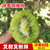 江山徐香猕猴桃新鲜水果绿心奇异果(28-30mm5斤装1 普通包装)第3张高清大图