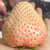 白草莓淡雪白色草莓礼盒新鲜白雪公主奶油牛奶草莓情人节礼物水果丹东东港(生鲜储存温度 500g普通装)第5张高清大图