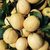 【罗花岭-产地直销】四川安岳一二级黄柠檬5斤（15-25个左右）现摘现发(绿色食品 水果)第2张高清大图