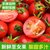 【3斤装】山东圣女果新鲜水果净重2.7-3斤小番茄(自定义 3斤装)第2张高清大图