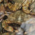 花盖蟹 鲜活螃蟹 6-7只/斤 鲜活海鲜海产品  食用方便【大渔场】第2张高清大图