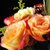 花港码头 鲜花超市 单枝玫瑰 选用云南A级鲜花花材 满59元包邮(金辉红黄)第4张高清大图