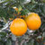 麻阳冰糖橙橙子水果新鲜当季整箱应季湖南包邮手剥果冻甜橙子(冰糖橙3斤小果)第4张高清大图