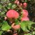新疆阿克苏冰糖心苹果9斤大果 （80-90）果新鲜当季水果红富士批发全国包邮第5张高清大图