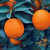 精选四川大凉山雷波脐橙精品生态原产地发货 脐橙 礼盒装 现货现发(8斤经典礼盒装（12枚特级金果）)第3张高清大图
