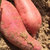 六鳌红薯 5斤 新鲜蔬菜 蜜薯富硒 地瓜农家山芋沙地 香薯红心番薯第3张高清大图