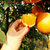 深山农特 纽贺尔脐橙 纽贺尔非17.5度脆甜橙 （坏果包赔）(大果65-80)(大果)(8斤)第3张高清大图