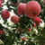 烟台栖霞红富士苹果 9-12个约5斤80-85果 浅黄色 9-12个大果(9-12个)第4张高清大图
