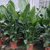 天堂鸟盆栽室内大型绿色植物鹤望兰北欧客厅净化空气吸甲醛防辐射(天堂鸟 散尾（1.5-2米）)第2张高清大图