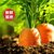 新鲜胡萝卜5斤水果萝卜甜脆现挖现发生吃红心罗卜农家蔬菜 带泥10(9.5斤)第2张高清大图