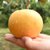 黄河故道现摘丰水梨子2kg-2.5kg 单果约210g 现摘新鲜 水果香梨第3张高清大图