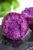鲜果突击队云南新鲜紫罗兰蜜薯产地直发(新鲜紫薯 9斤装)第4张高清大图