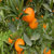精品纽荷尔脐橙 非赣南脐橙 带叶发货(大果)第4张高清大图