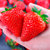 甘福园丹东牛奶草莓(大果)第3张高清大图