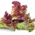 【顺丰】新鲜红叶生菜 罗莎红生菜 紫叶红生菜 沙拉食材 罗莎红 250g(250g)第2张高清大图
