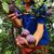 陕西黑布林8.5-9斤 李子孕妇水果新鲜包邮(4.3-4.5公斤 水果)第4张高清大图