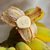 新鲜大蕉/芭蕉 新鲜水果产地直发广东农家特产非粉蕉banana*4(50斤)第5张高清大图