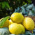 【天瑞优品】四川安岳柠檬 6-8个装 简装 单果重量约125g 新鲜水果第4张高清大图