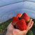 【空运发货】红颜99草莓当季新鲜水果脆嫩多汁果香浓郁(大果30g 2斤装)第8张高清大图
