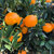 麻阳冰糖橙超甜新鲜水果3/5/10斤包邮(3斤)第6张高清大图