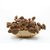 万硒茶树菇100g深山食用菌菇四川干货特产煲汤食材第3张高清大图