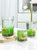 9.8元2个生态小鱼缸微景观四季水培植物草种子玻璃插花瓶创意摆件(中等)第3张高清大图