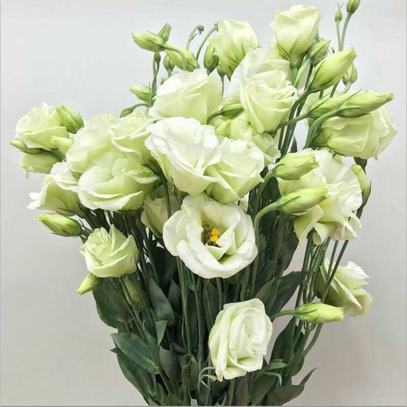 鲜花猫洋桔梗鲜花速递每周一花昆明产地直发绿色1520个花头