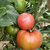 水果西红柿生吃沙瓤酸甜爽口 2.3kg第4张高清大图