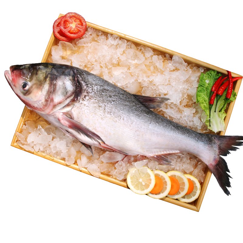 查干湖鱼冬捕胖头鱼530斤1条春节年货礼盒东北特产顺丰空运查干湖精品