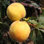 黄桃5斤装当季脆蜜黄桃新鲜水果现发现摘现发(5斤)第2张高清大图