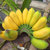 广西新鲜小米蕉10斤酸甜当季小香蕉水果小米焦banana拍2发10斤批发(10斤装（净果9斤） 小米蕉)第4张高清大图