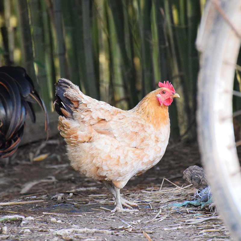 三只装700g只亏喽血亏三黄鸡土鸡老母鸡笨鸡柴鸡跑山鸡肉乌鸡走地月子