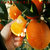 深山农特 纽贺尔脐橙 纽贺尔非17.5度脆甜橙 （坏果包赔）(大果65-80)(大果)(中果)第3张高清大图