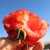 【产地直发】甘肃沙漠自然熟沙瓤新鲜西红柿普罗旺斯番茄水果生吃(【尝鲜】3斤装（小果）)第3张高清大图