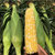 云南新鲜水果玉米现摘 8斤装 甜玉米即食生吃 玉米棒11-15个第4张高清大图