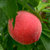 现货水蜜桃水果新鲜大桃子批发应季时令毛桃（净重4.5斤）（西北六省海南不发货）(4.5斤净重 水蜜桃)第3张高清大图