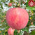 一乡一品水晶红富士（纸加膜）  5斤装  新鲜当季水果  香甜爽脆 果肉多汁红富士苹果   A0418(规格 5斤)第5张高清大图
