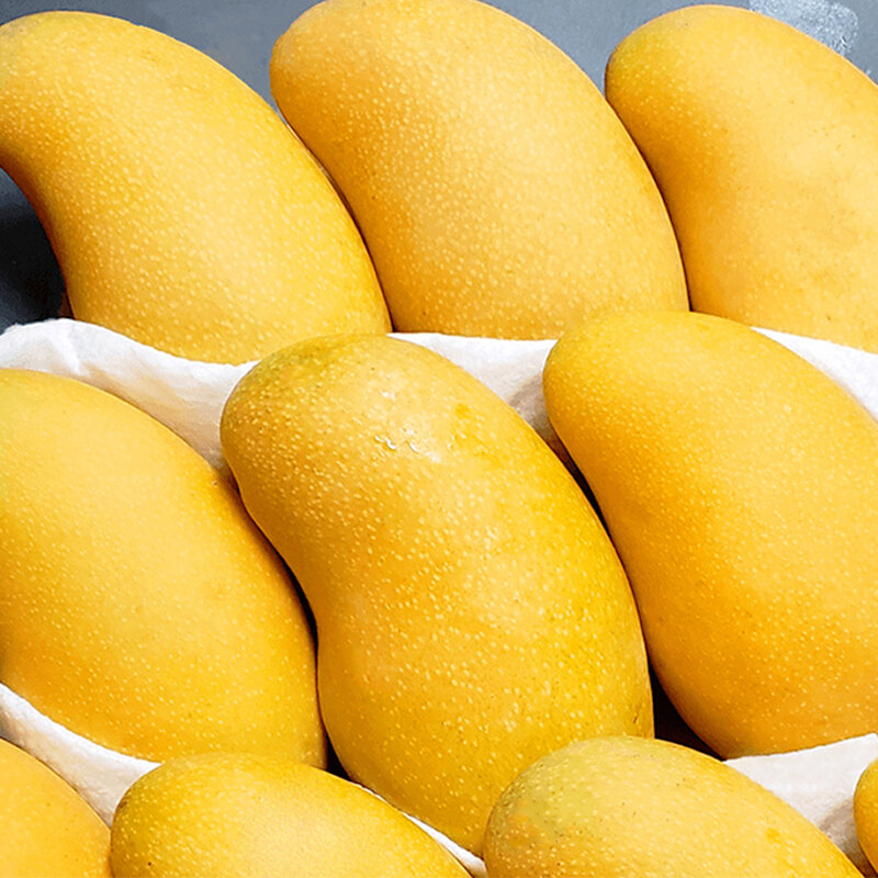 金煌芒新鲜当季青甜心水仙芒特大果广西热带水果10斤整箱3斤实惠装5斤