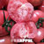 安普奥普罗旺斯西红柿来自山东海阳4.5斤装美女佳品找回妈妈30年前的味道第2张高清大图