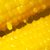 东北黄糯玉米10支装【糯九】甜玉米真空黏玉米粘嫩苞米粒(黄色 自定义)第5张高清大图