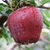 甘肃天水花牛苹果粉面苹果红苹果蛇果(5斤大果7-9枚装)第5张高清大图