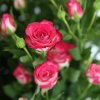 【鲜花猫】多头玫瑰鲜花速递昆明产地直发(狮子座多头玫瑰 8-10支)