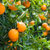 正宗江西赣南脐橙新鲜橙子当季水果5斤九省顺丰包邮(绿色水果 赣南脐橙)第4张高清大图