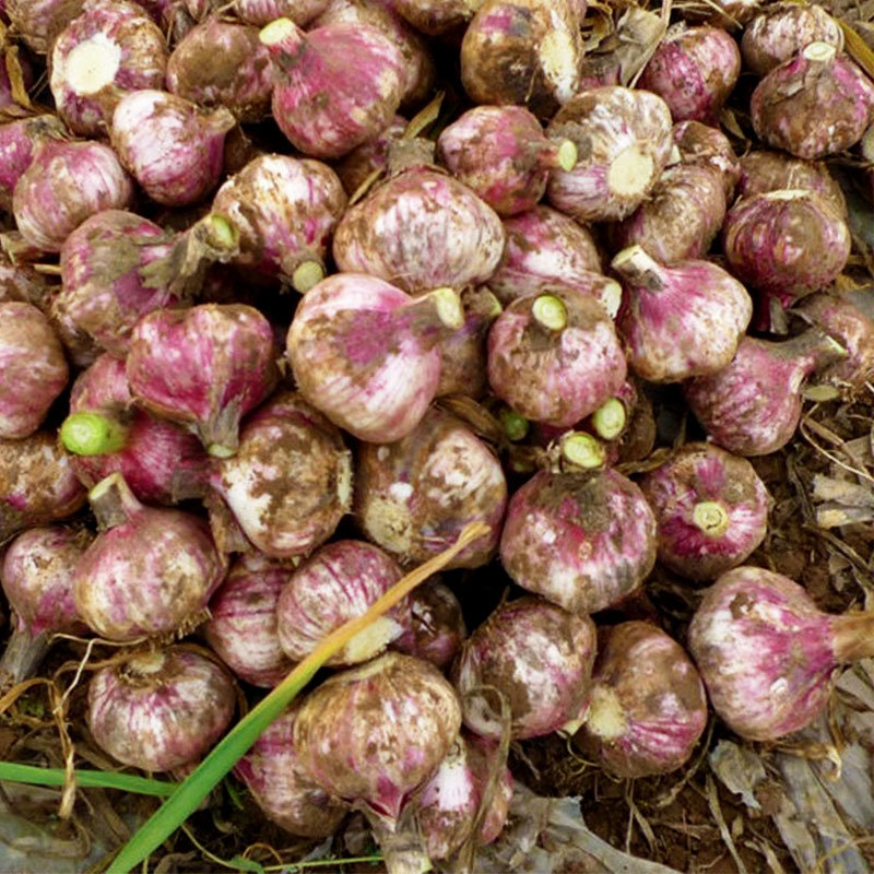 云南大理紫皮大蒜头 多瓣蒜 非独蒜 大蒜精选果蔬