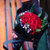 花港码头19支A级卡罗拉玫瑰鲜花礼盒  情人节 女朋友 爱人情人 生日礼物 包邮(爱的至高点)第4张高清大图